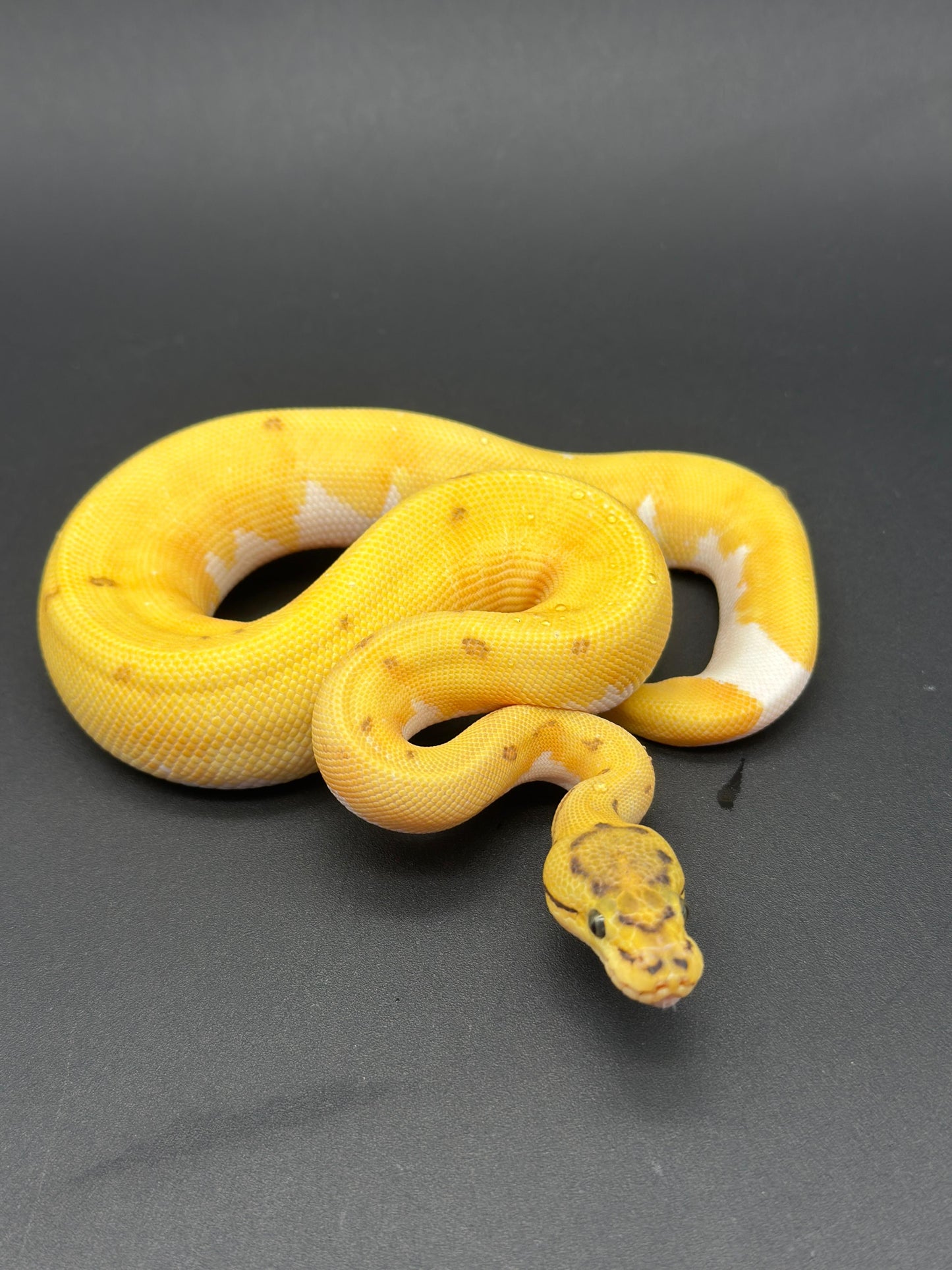 OD Pinstripe Leopard Enchi DG Pied Hembra