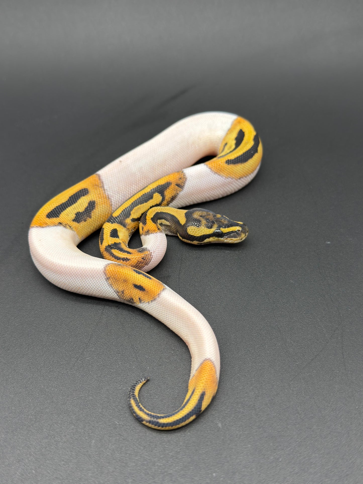 GHI DG Pied Hembra