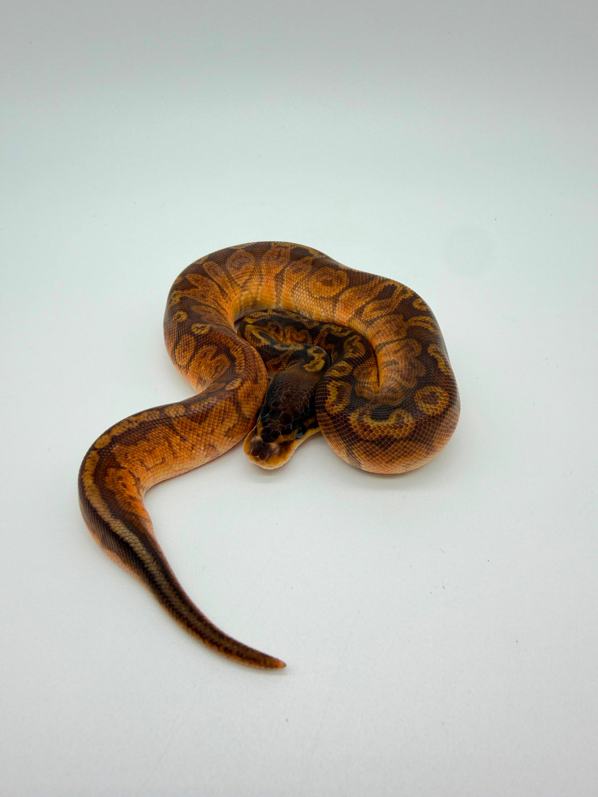 Sunset Poss Het Clown Hembra