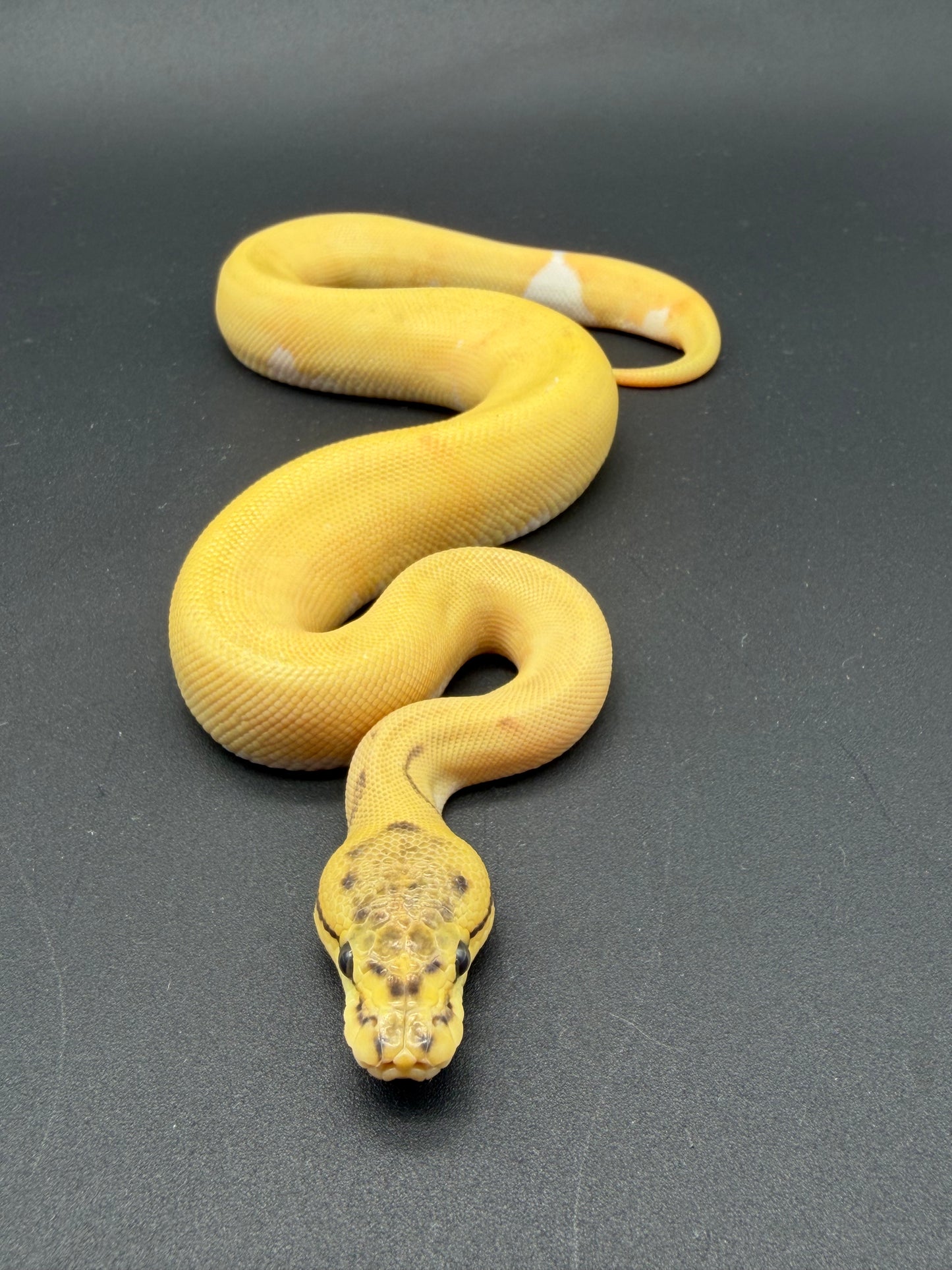 Enchi OD Pinstripe DG PIED Hembra