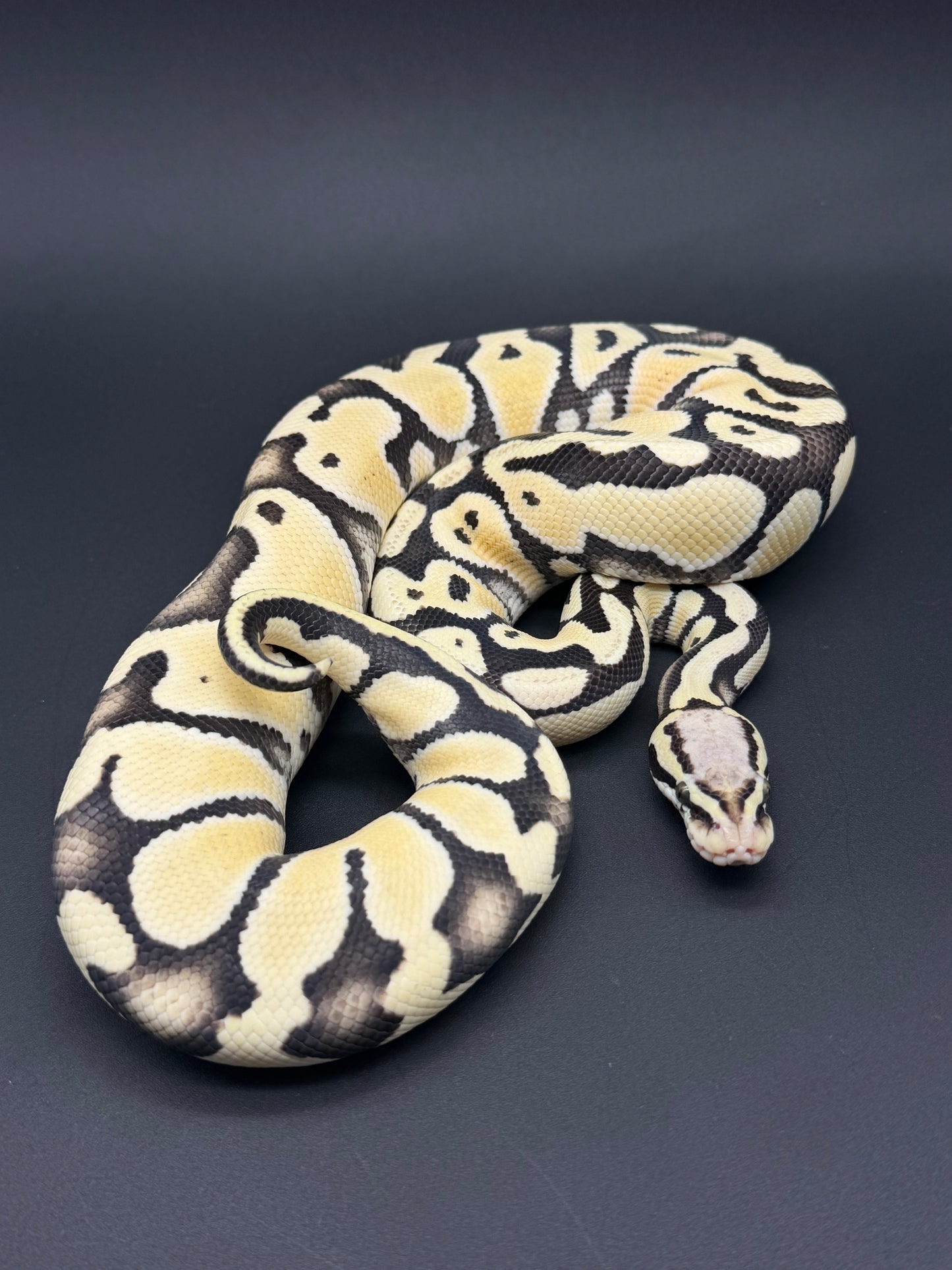 Pastel DG Het VPI Axanthic Poss OD Hembra
