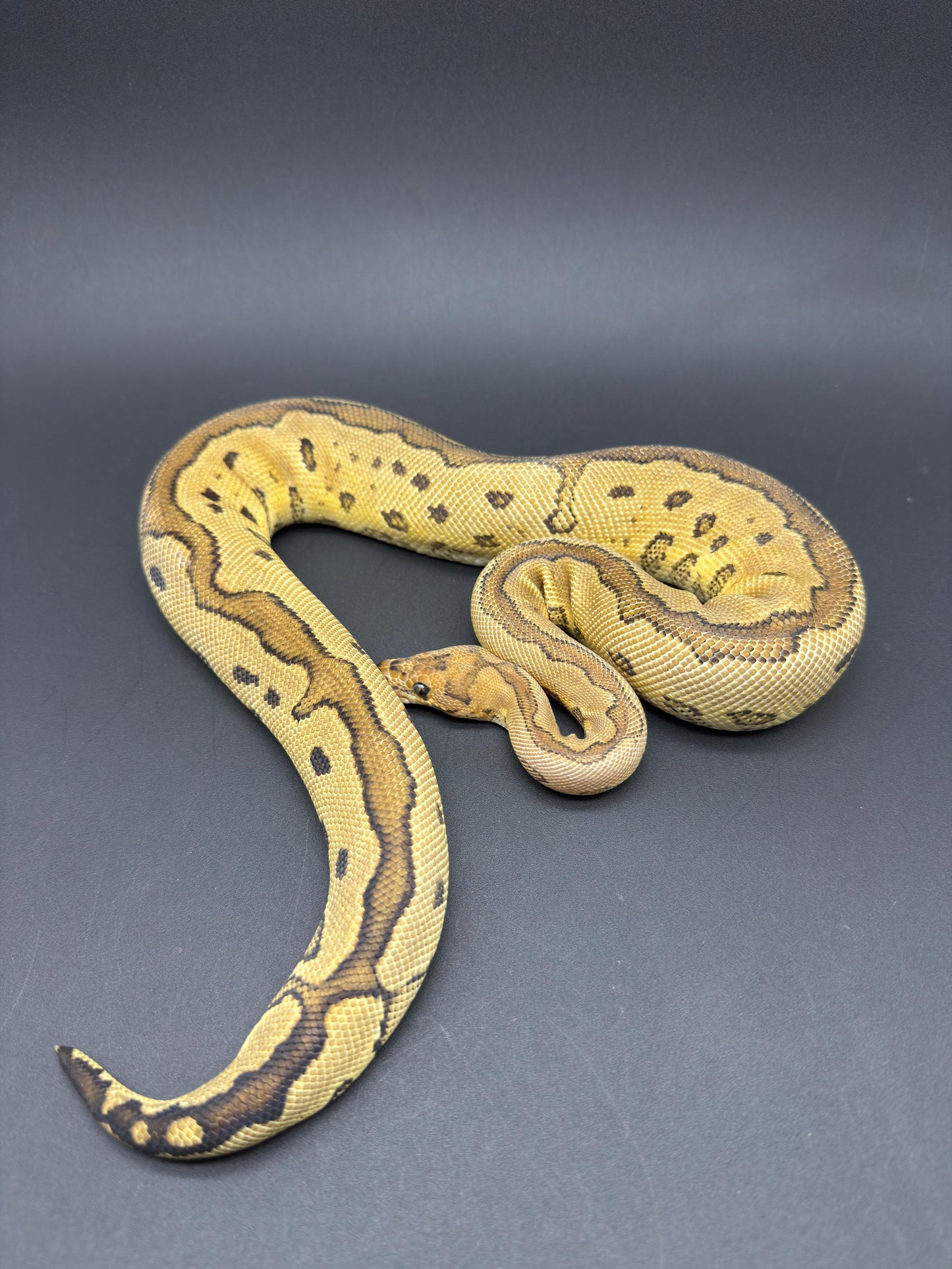 Redstripe Clown Het DG