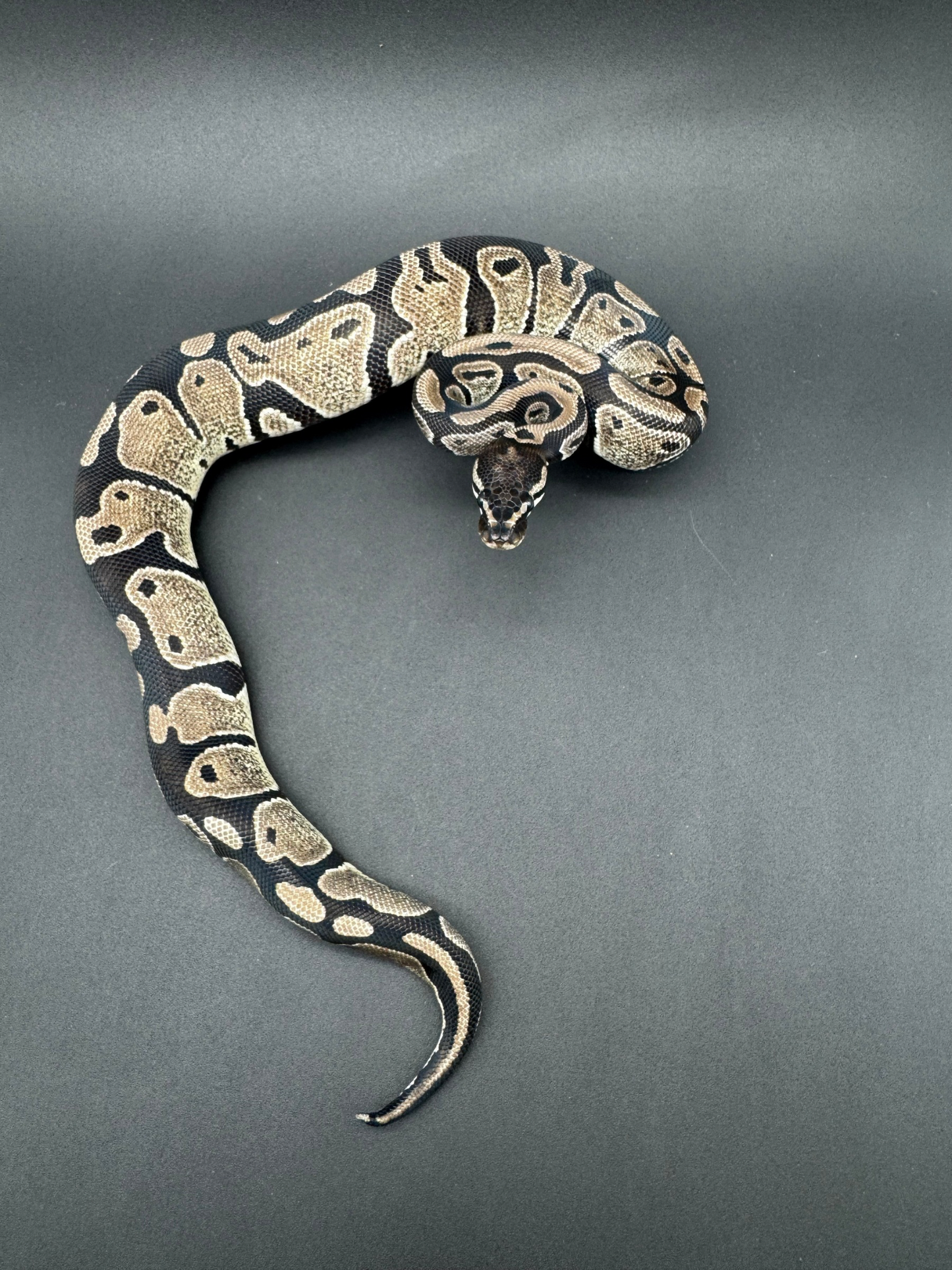 VPI Axanthic Het DG Hembra