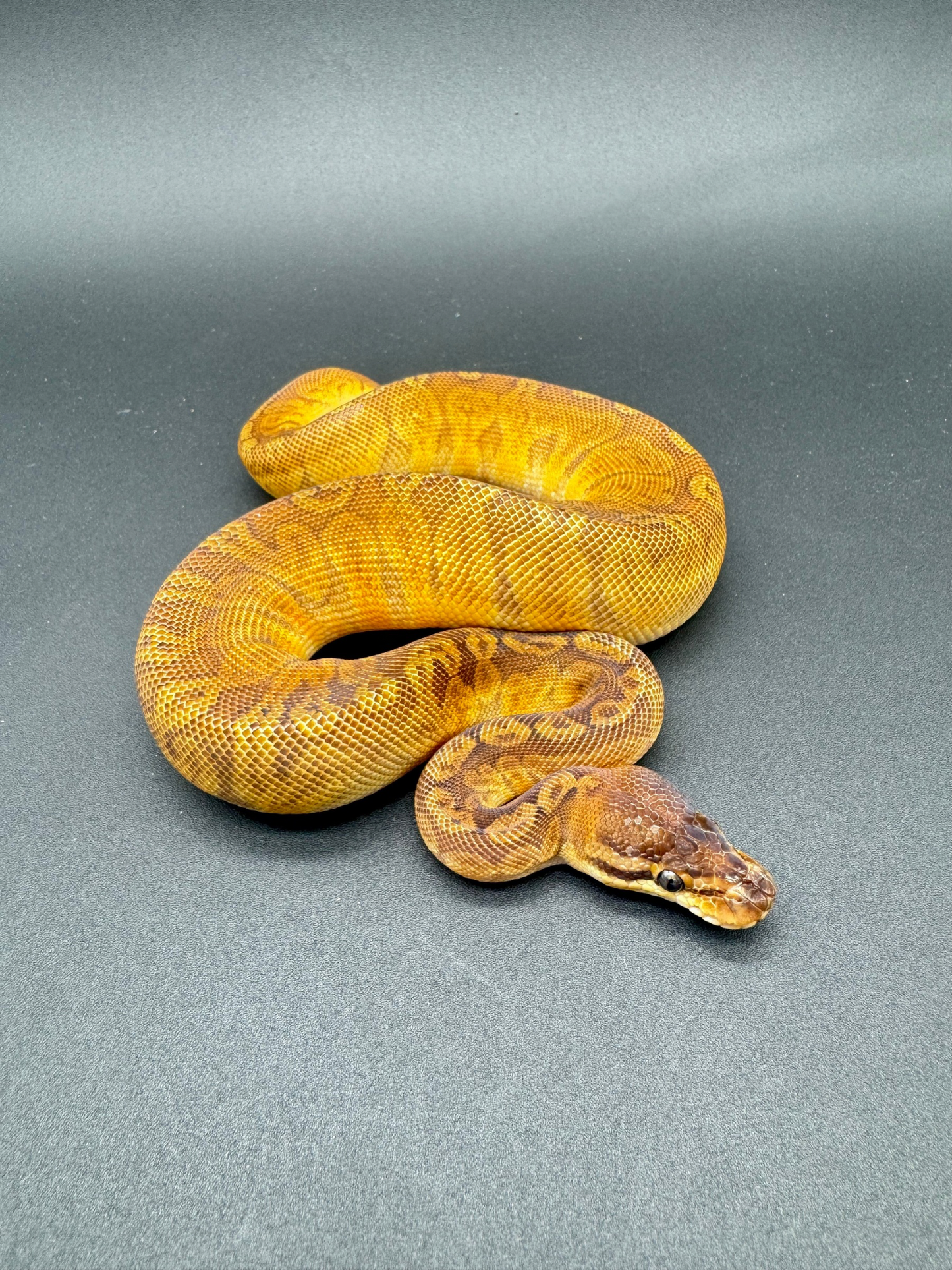 Sunset Het Clown Hembra