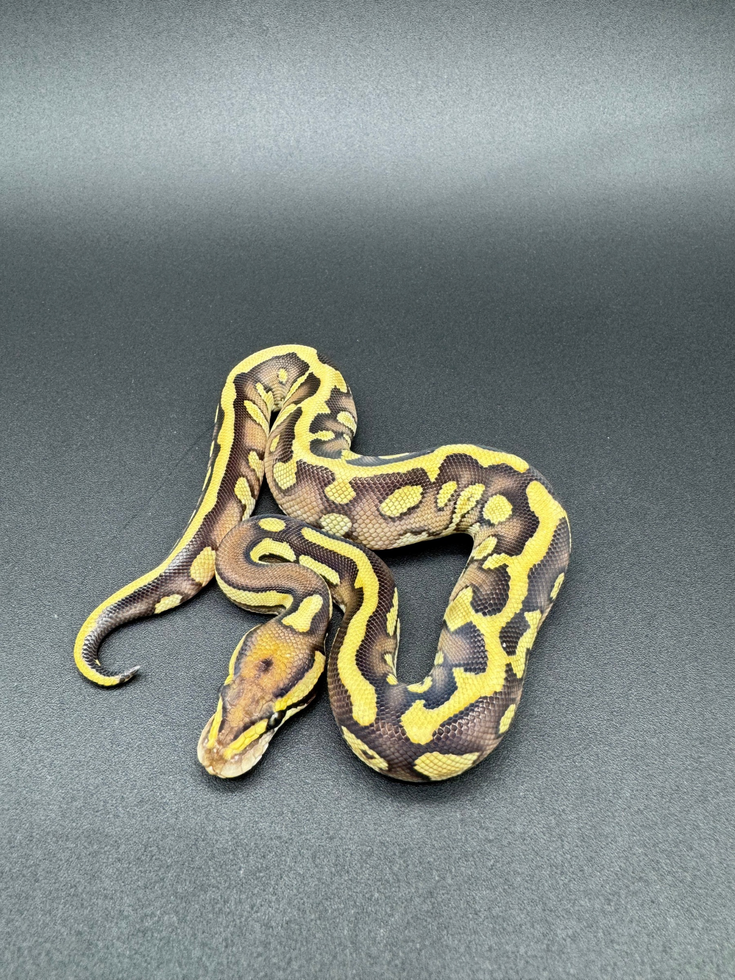 Leopard Mojave Confusion Macho
