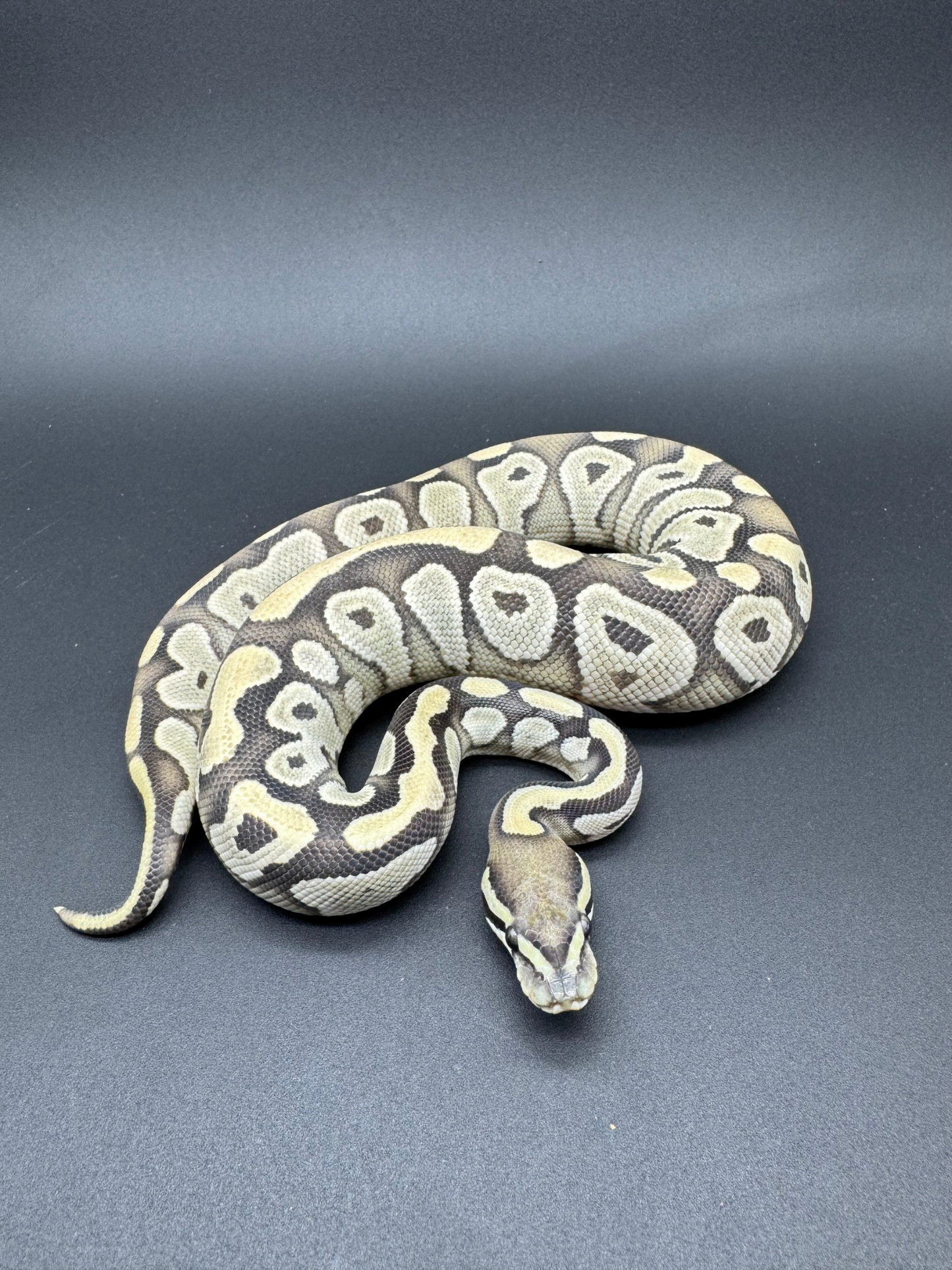 Mojave DG Het VPI Axanthic Hembra