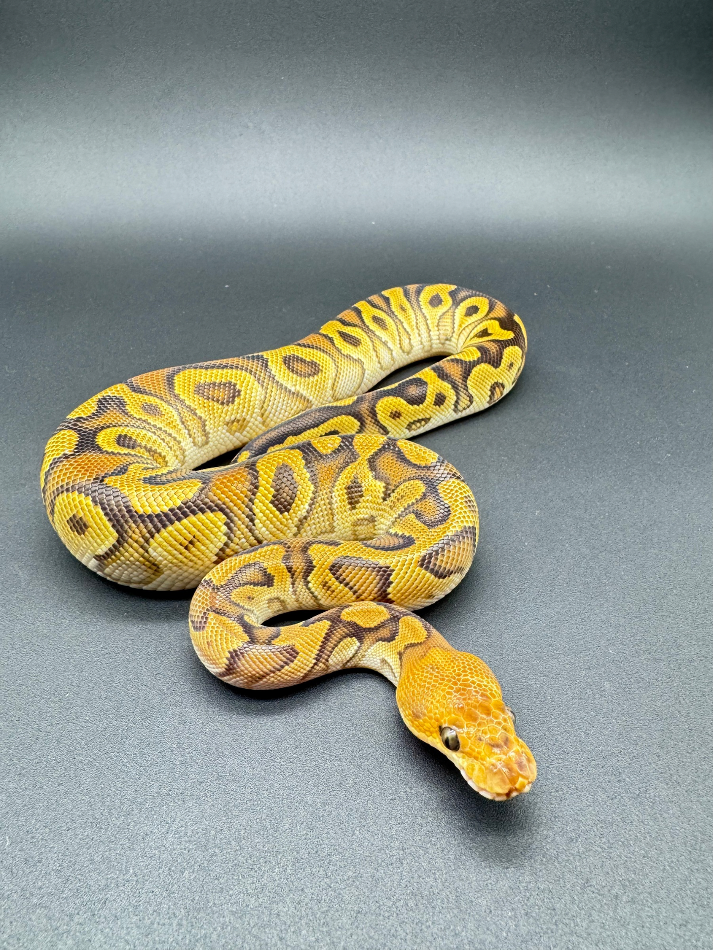 Cypress Clown Het Ultramel Hembra