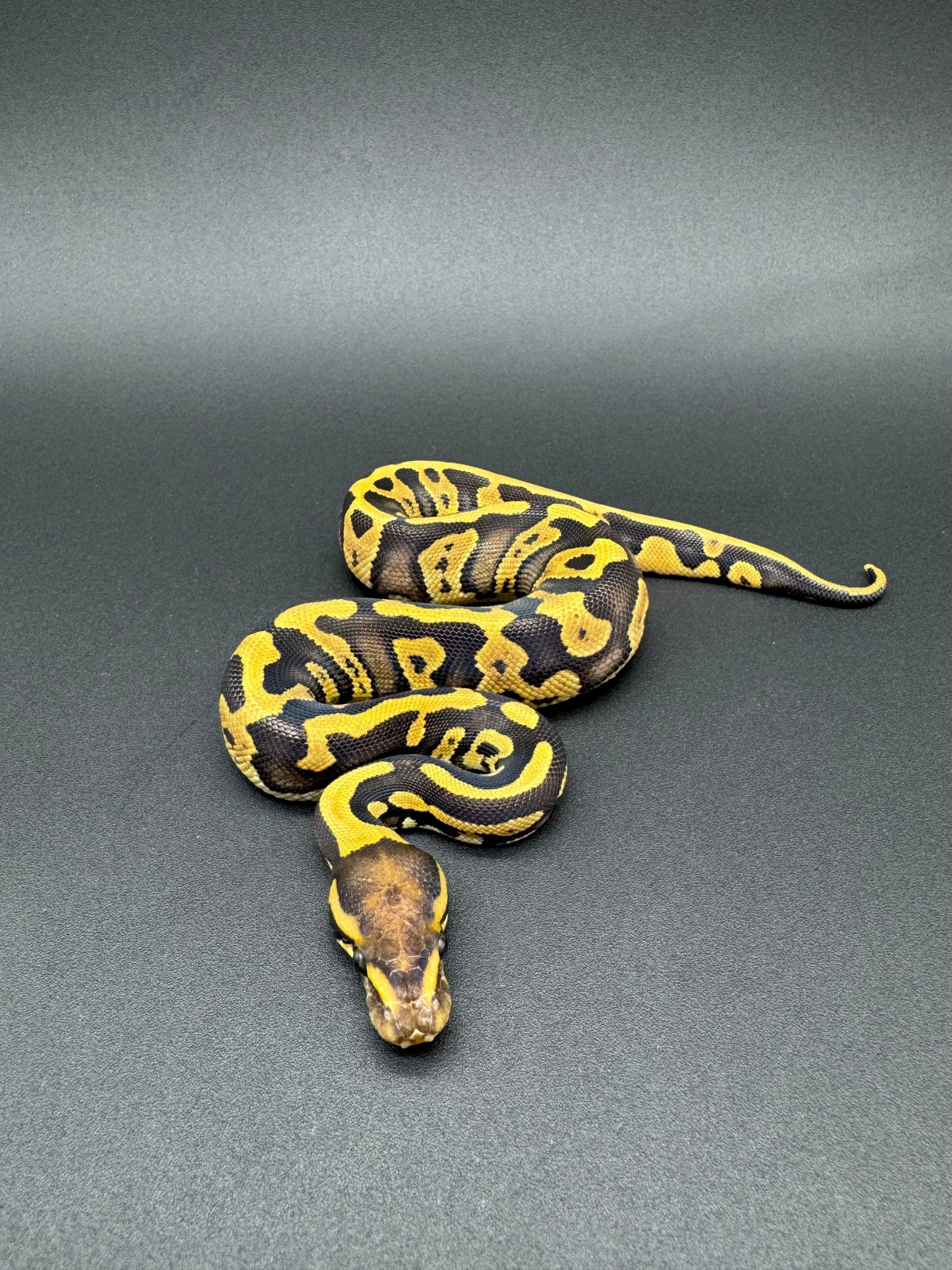 Confusion Leopard Poss GHI Hembra