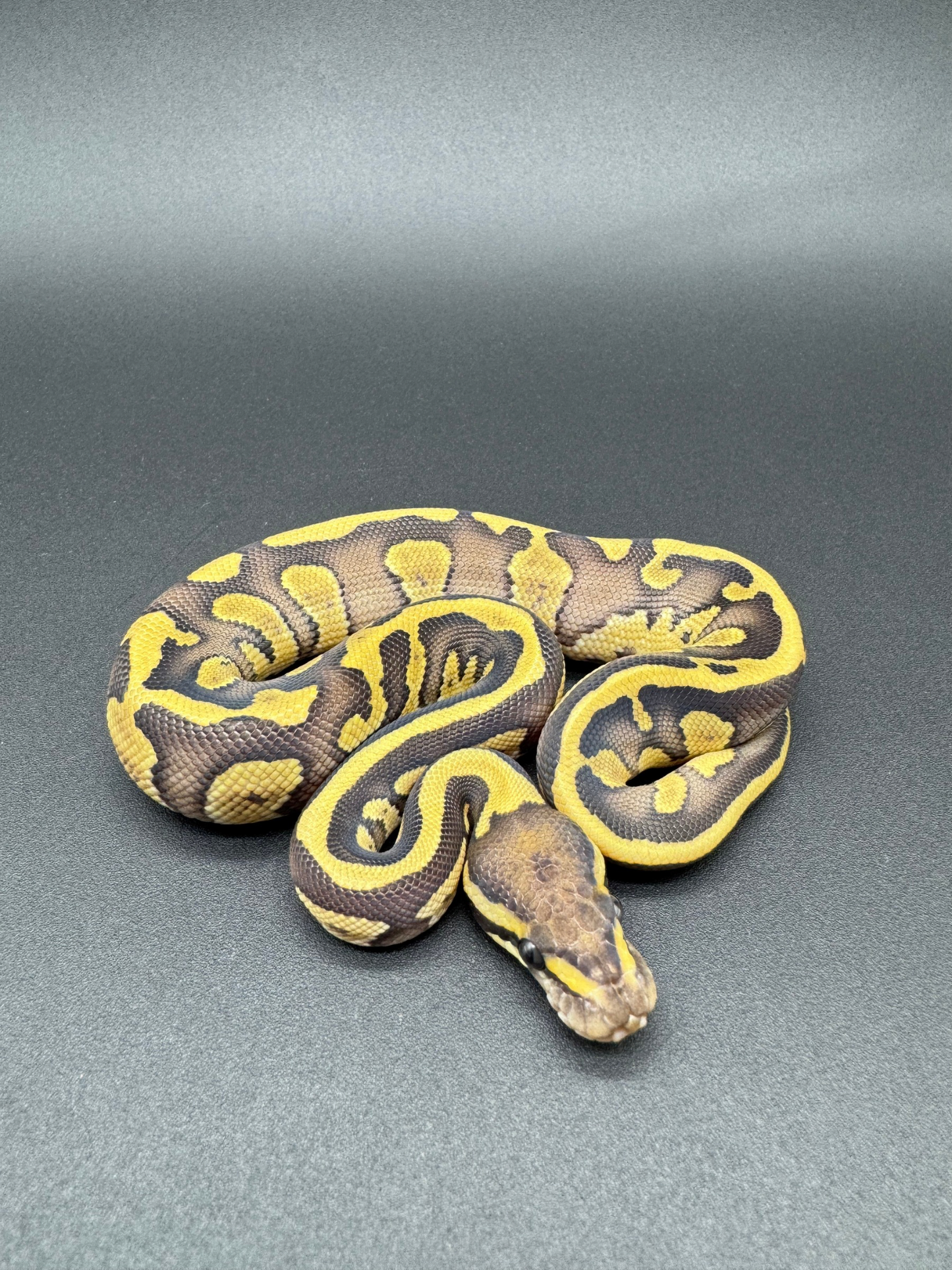 Confusion Leopard Mojave GHI Macho