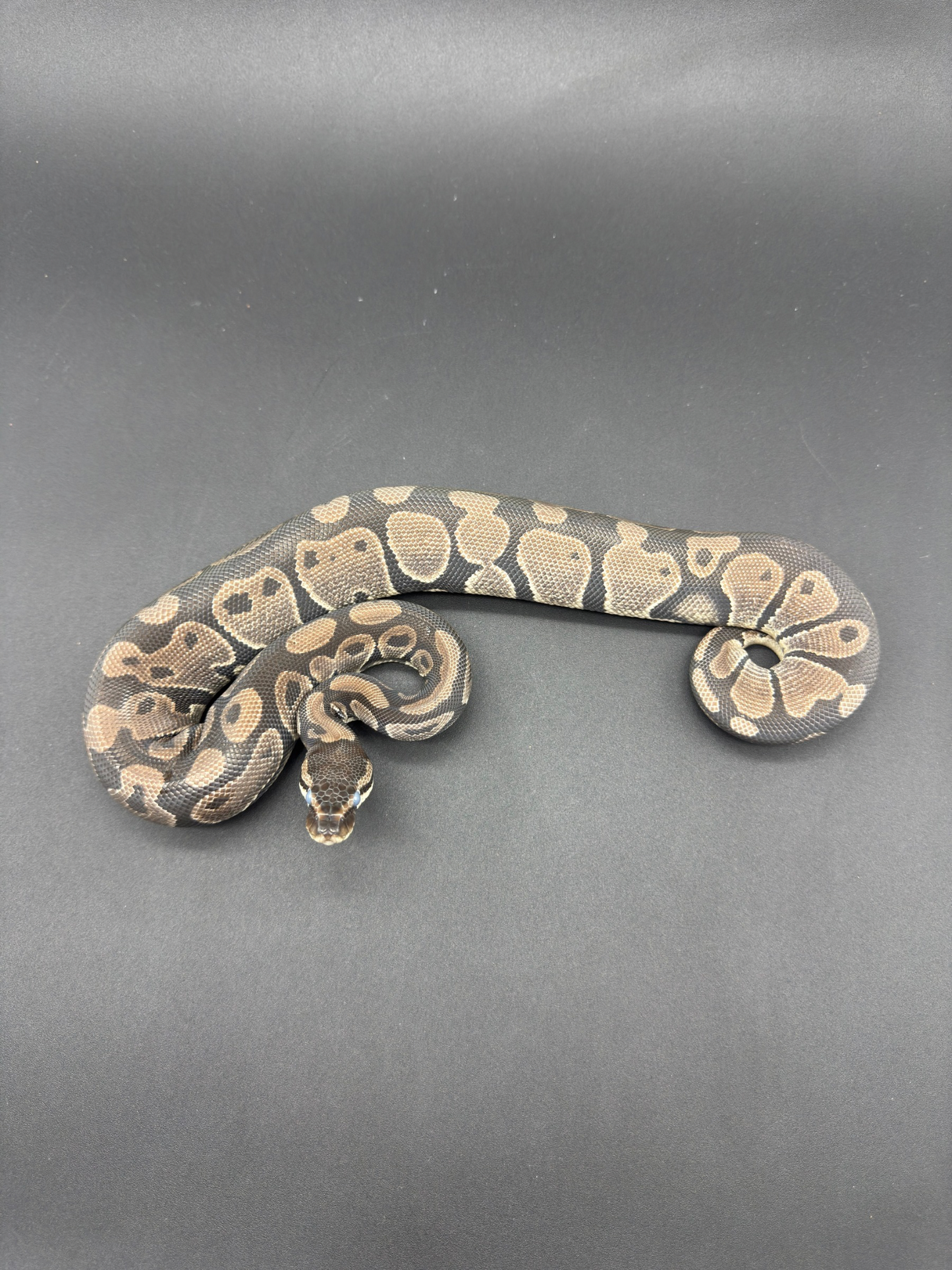 VPI Axanthic Het DG Hembra
