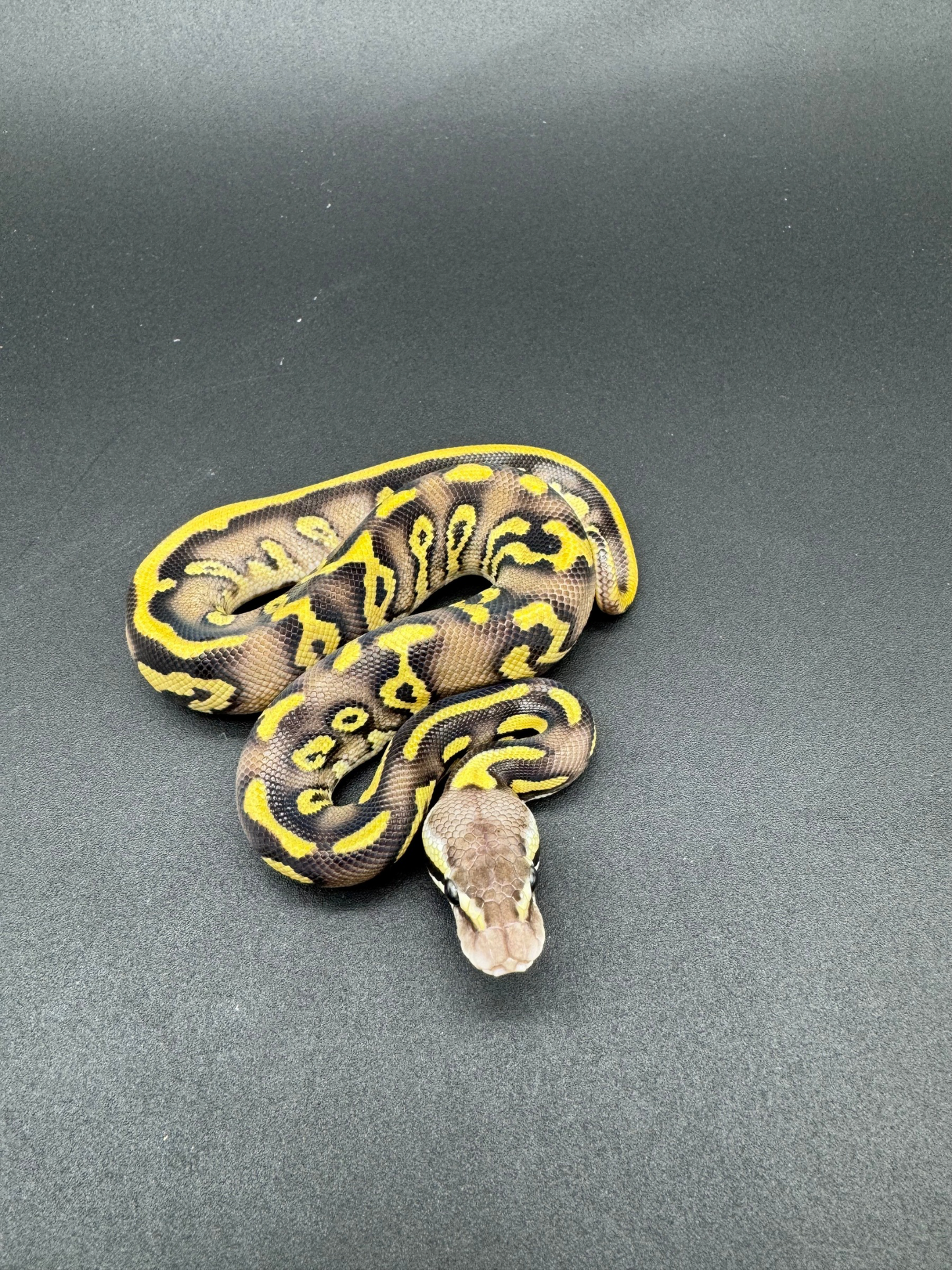 Confusion GHI Pastave Macho