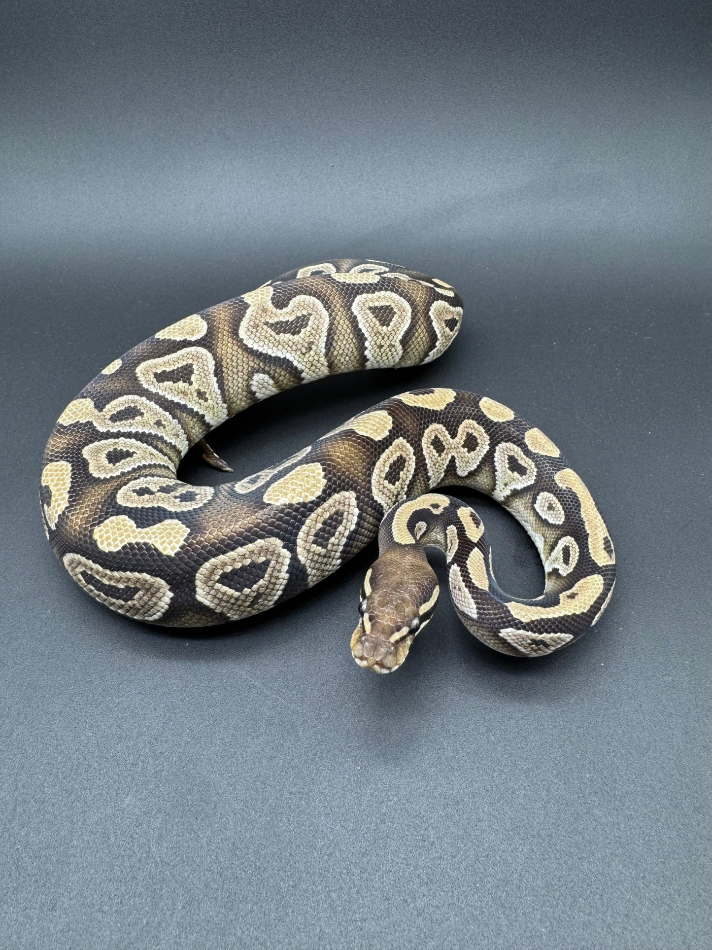 Mojave DH DG VPI Axanthic Hembra
