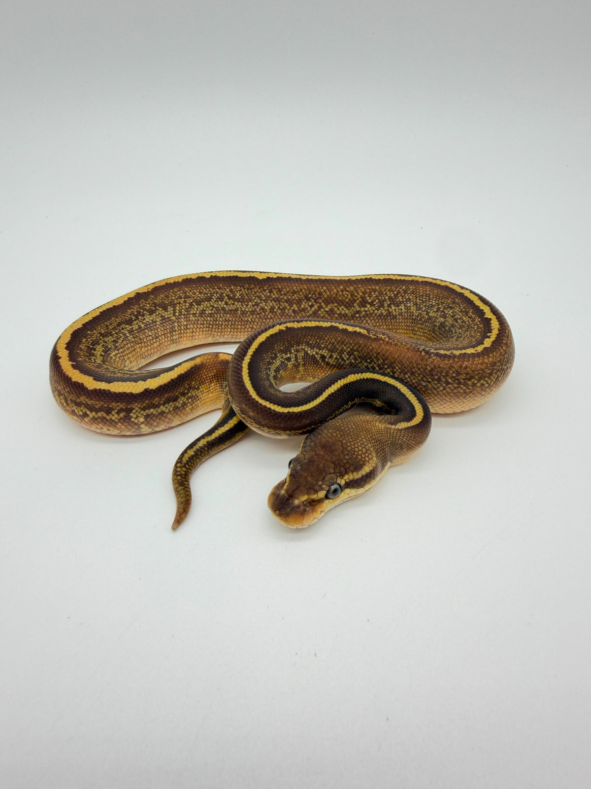 Leopard Lesser Sunset Poss Het Clown Macho