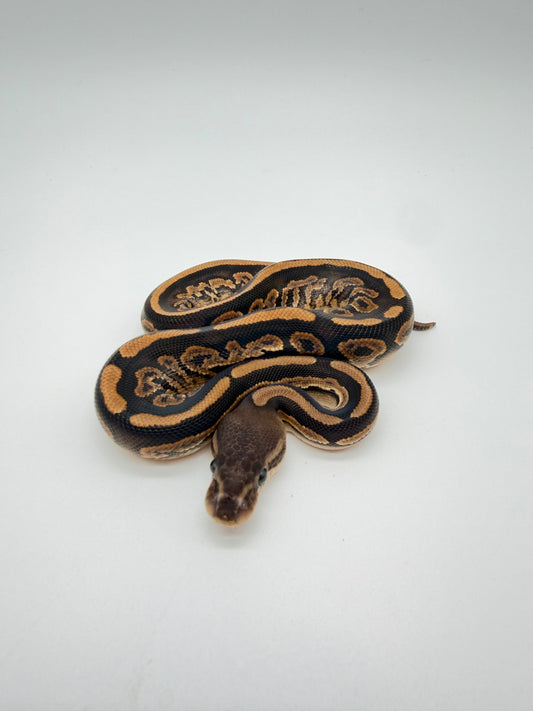 Black Pastel QH Clown Hypo Pied Albino Macho