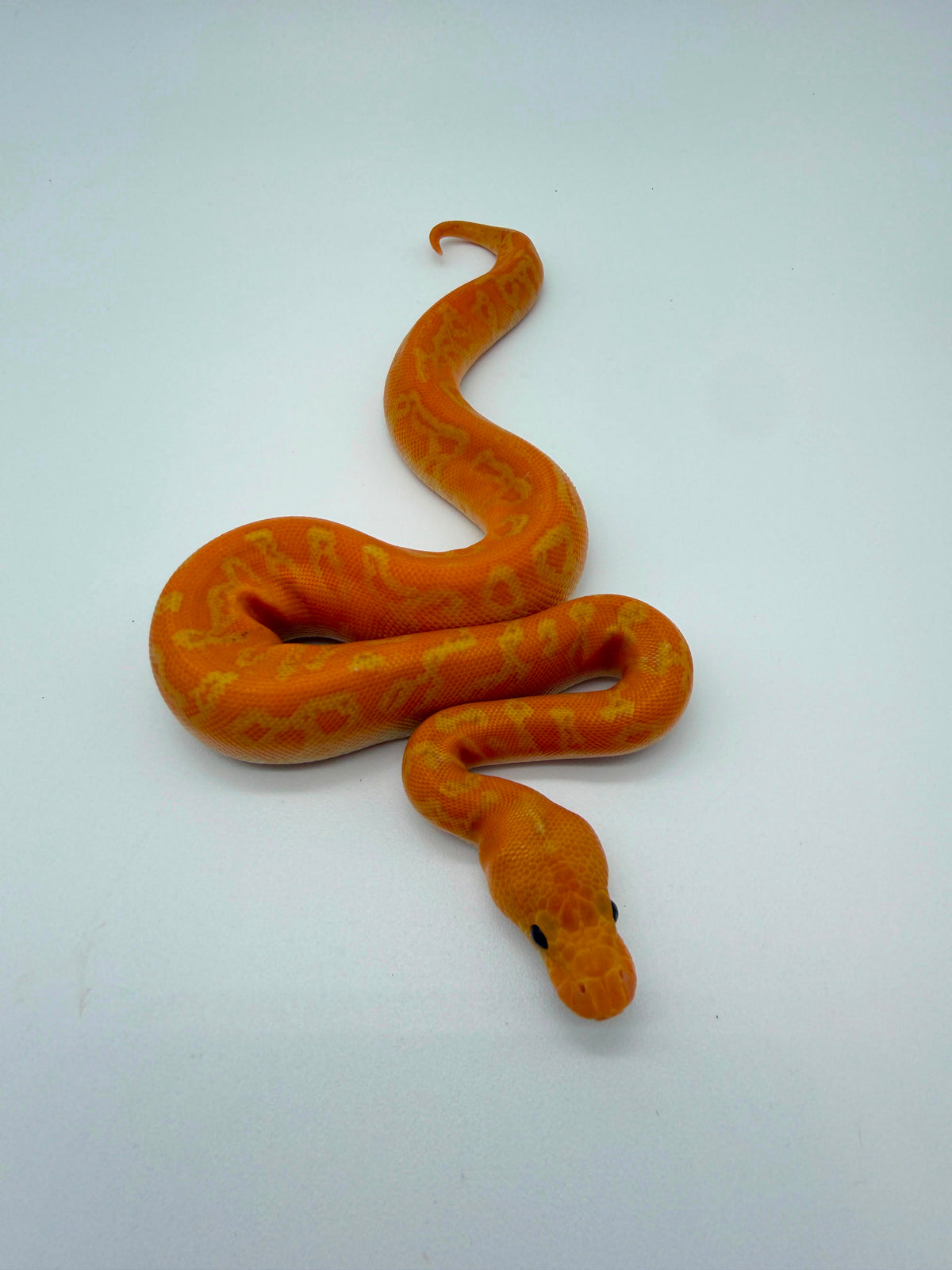 Banana Sunset Clown Poss Spotnose Hembra