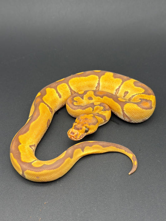 Ultramel Clown Hembra