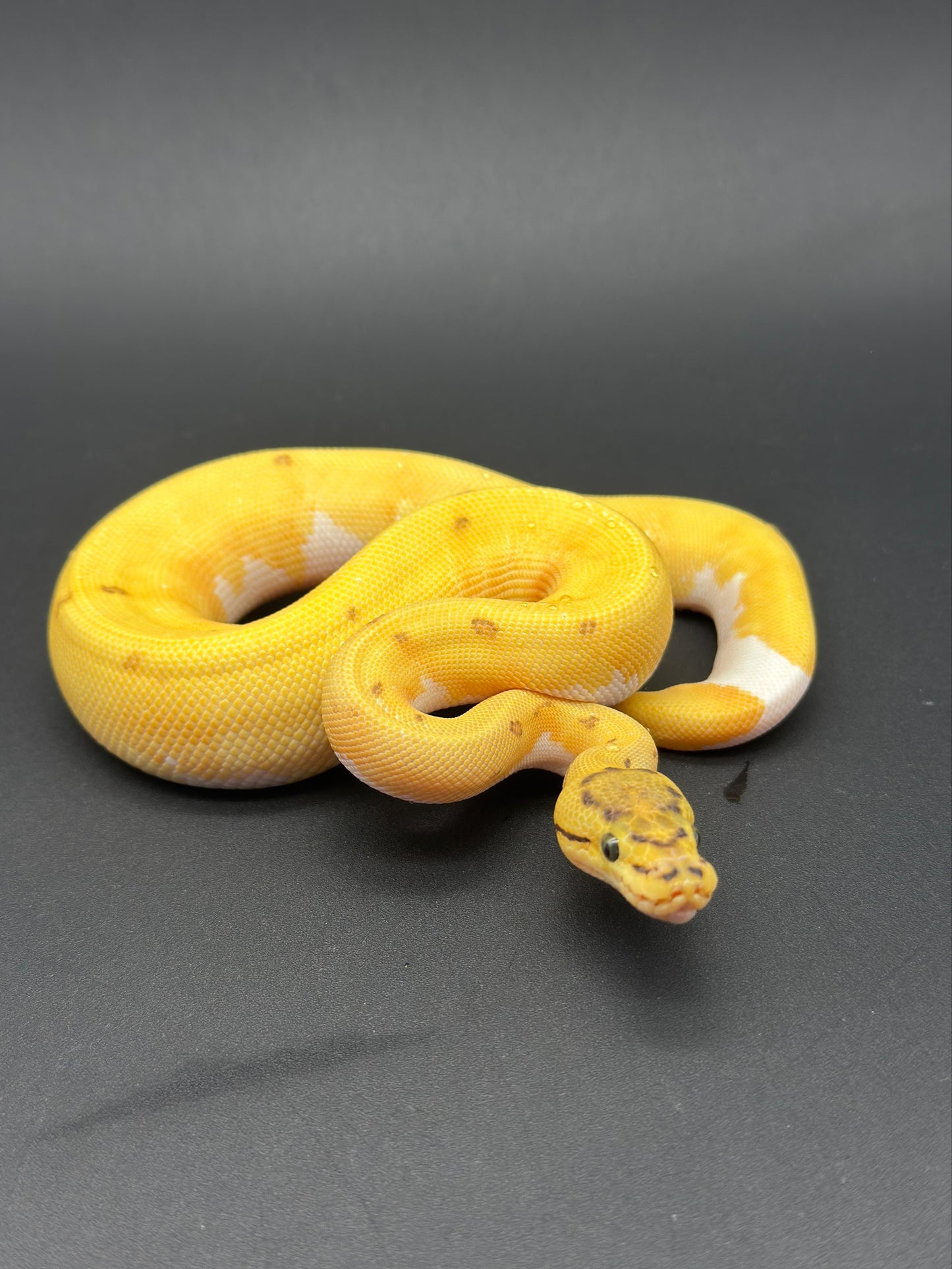 OD Pinstripe Leopard Enchi DG Pied Hembra