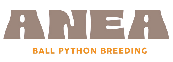 Anea Ball Pythons
