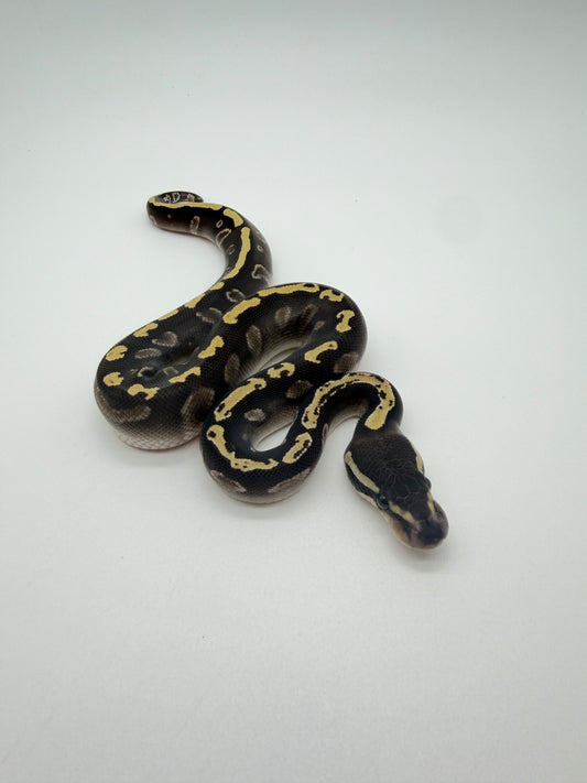 GHI Mojave DH DG Hypo Macho
