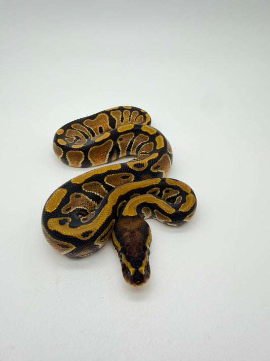 Nominal QH Clown Hypo Pied Albino Hembra