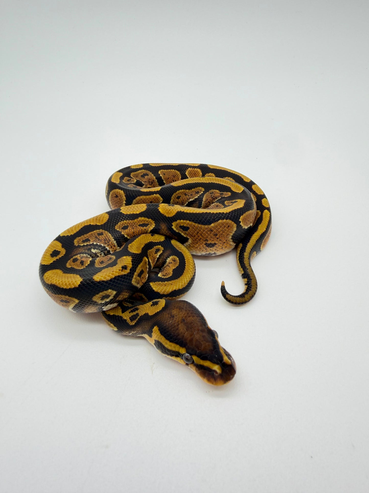 Nominal QH Clown Hypo Pied Albino Macho