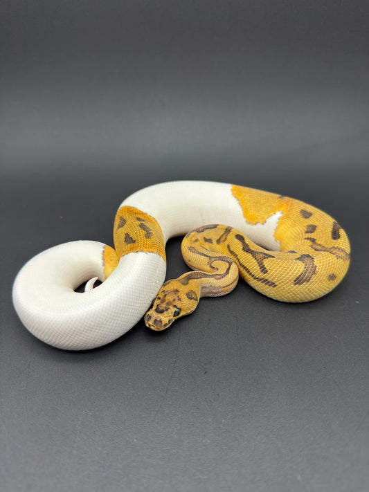 OD Leopard Clown Pied Het DG Hembra