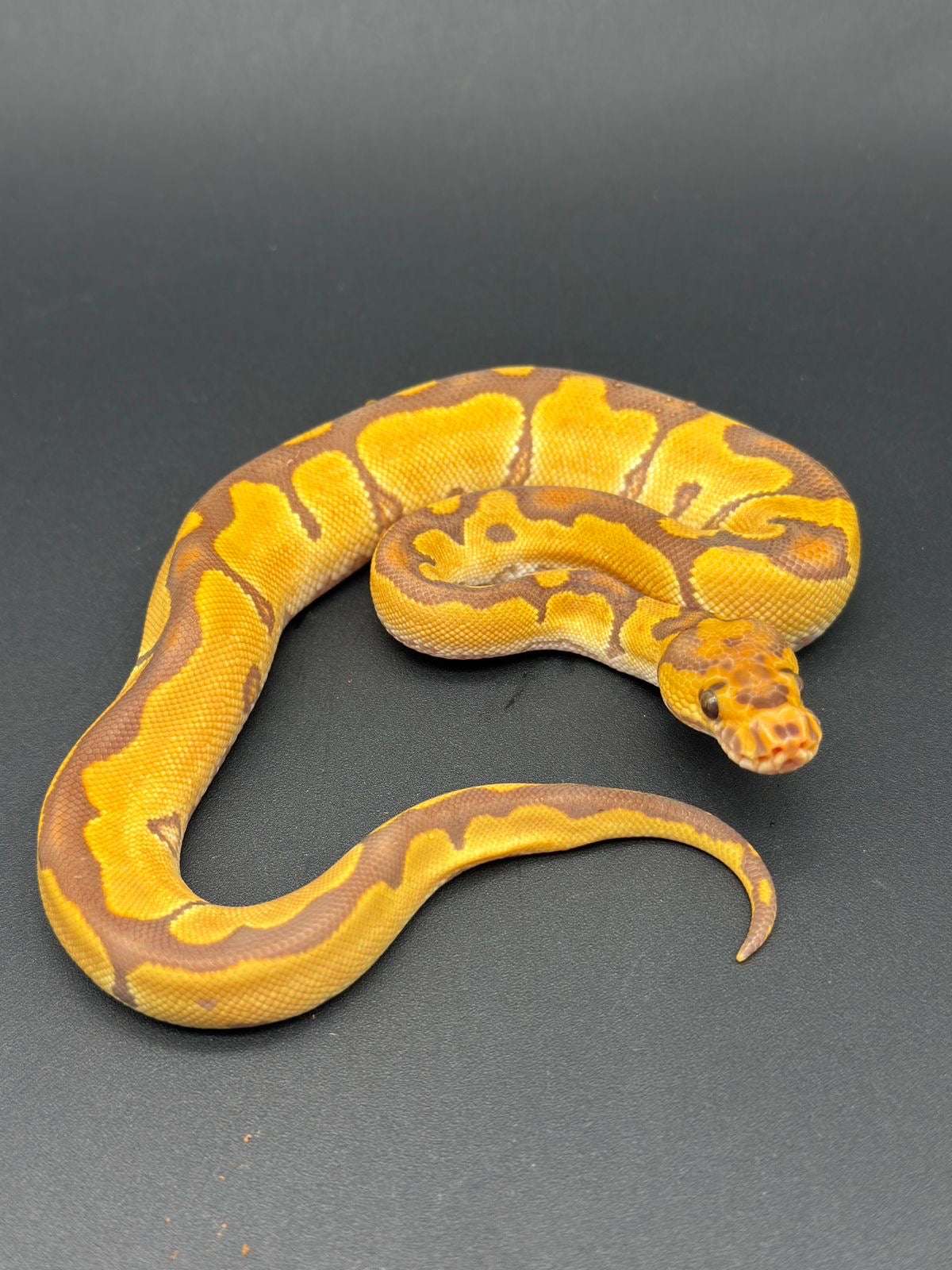 Ultramel Clown Hembra