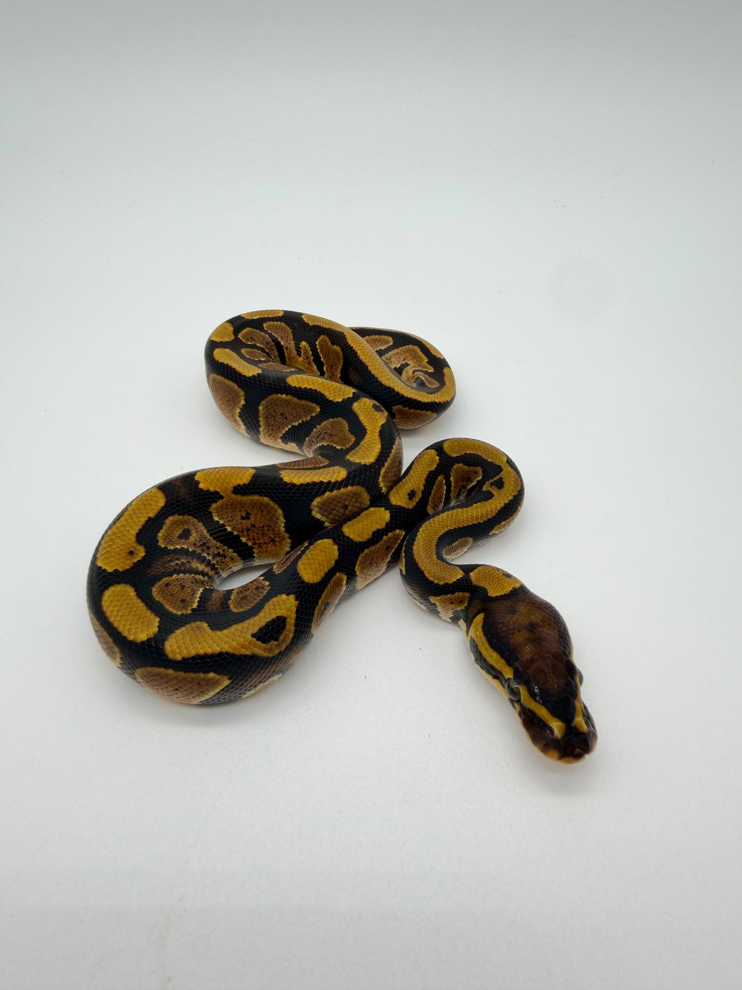 Nominal QH Clown Hypo Pied Albino Macho