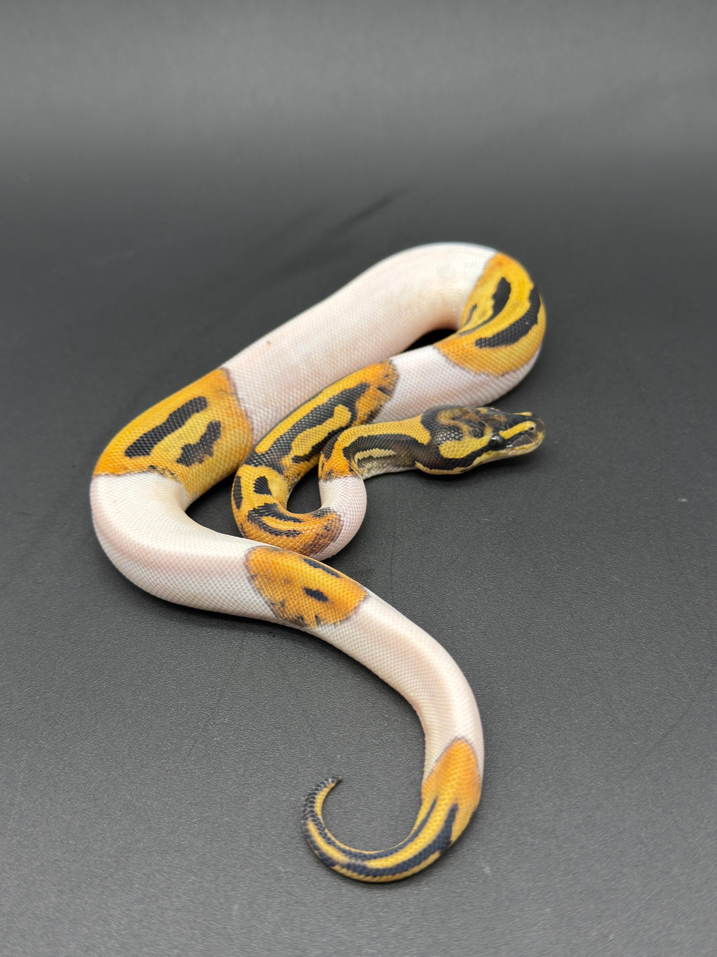 GHI DG Pied Hembra