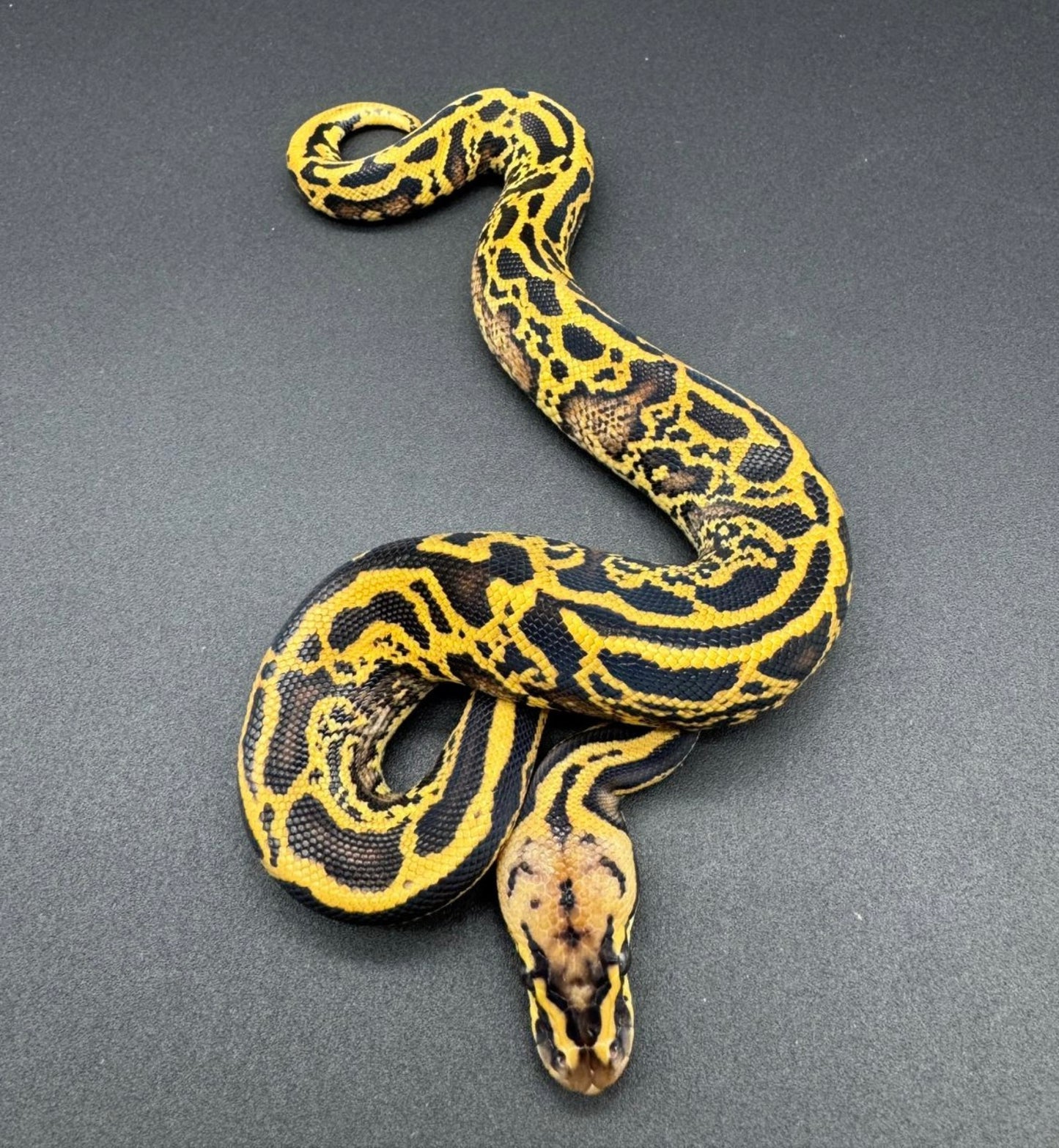 Confusion Leopard Pastel Special Poss GHI Macho