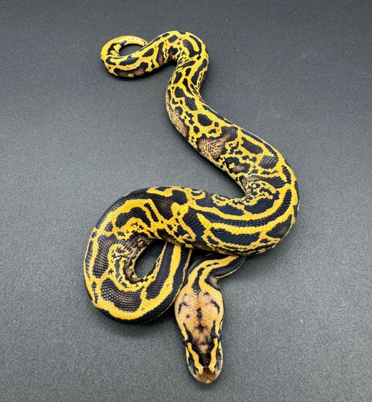 Confusion Leopard Pastel Special Poss GHI Macho