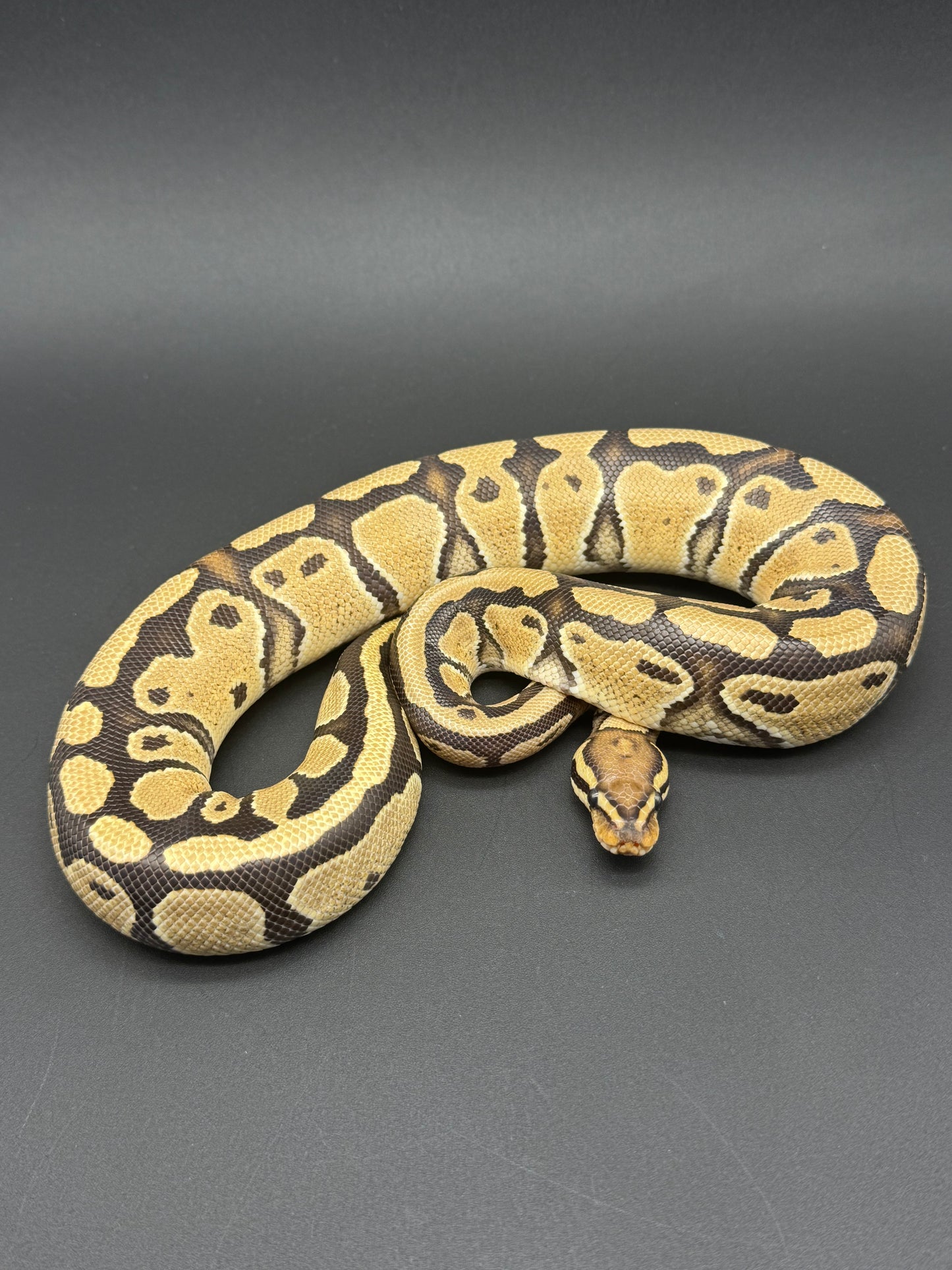 Fire TH Hypo DG Clown