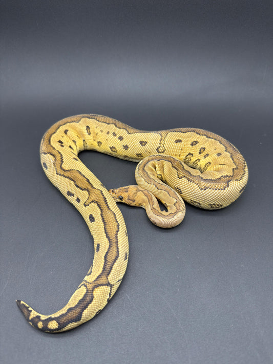 Redstripe Clown Het DG