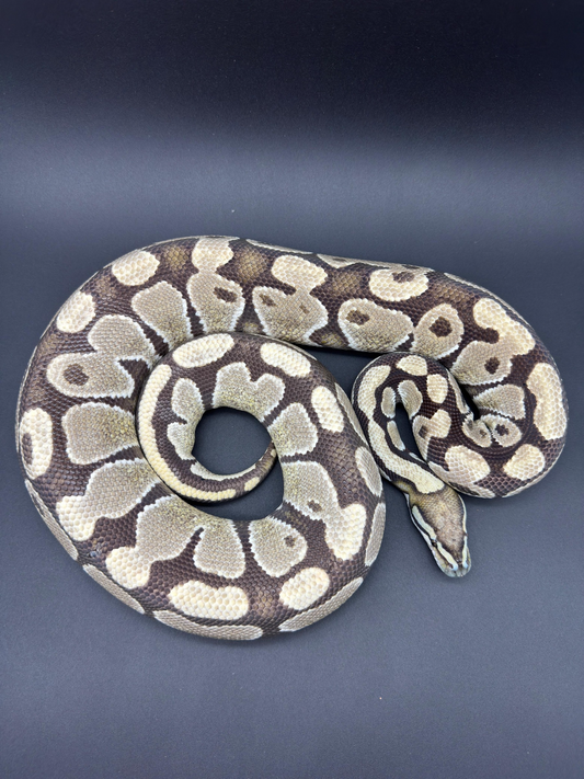 DG Het Hypo Macho