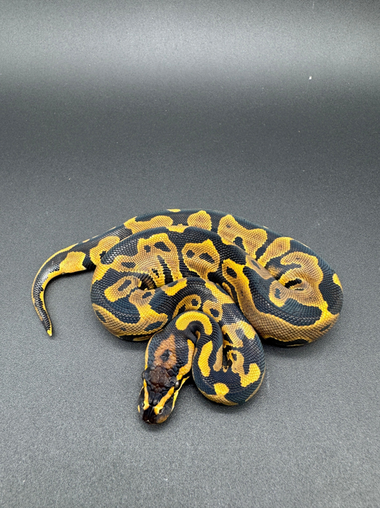 Leopard Special Hembra