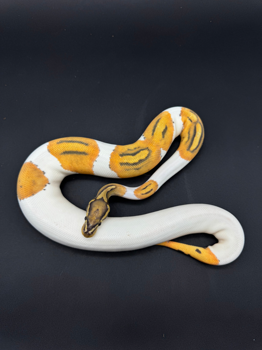 OD Hypo Pied Hembra