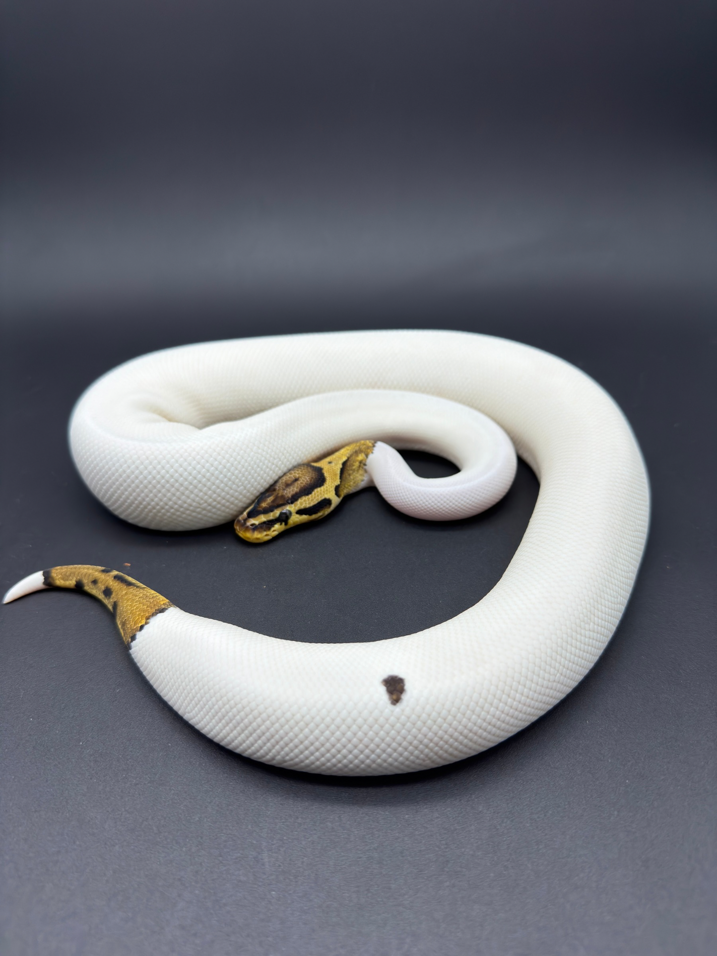 Pastel Pied DH DG Clown Poss OD Hembra