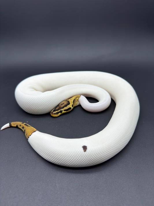 Pastel Pied DH DG Clown Poss OD Hembra