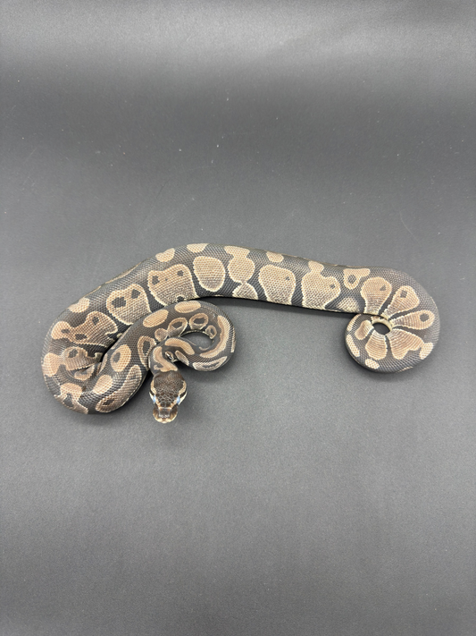VPI Axanthic Het DG Hembra