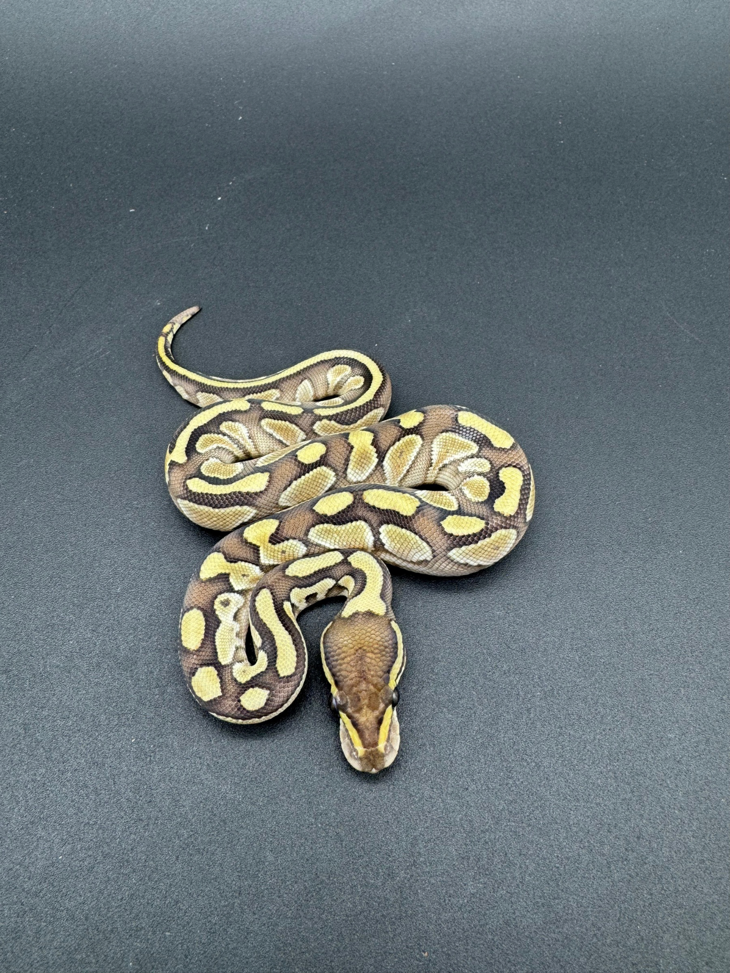 Lesser Hembra