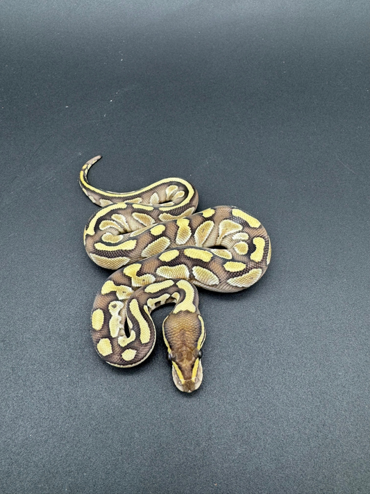 Lesser Hembra