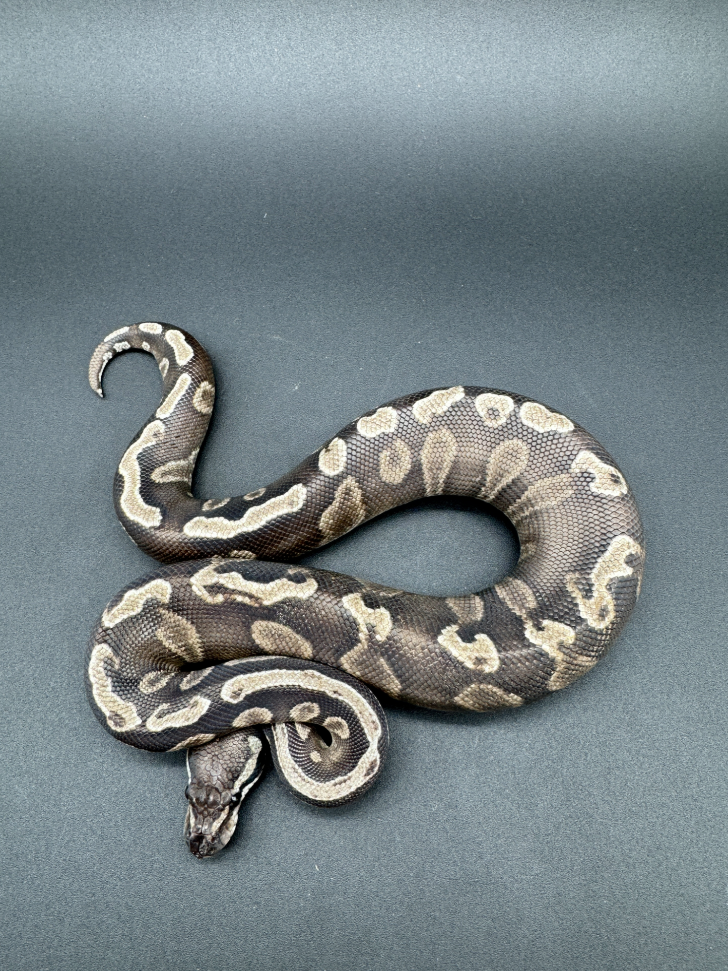 GHI Mojave VPI Axanthic Het DG Macho