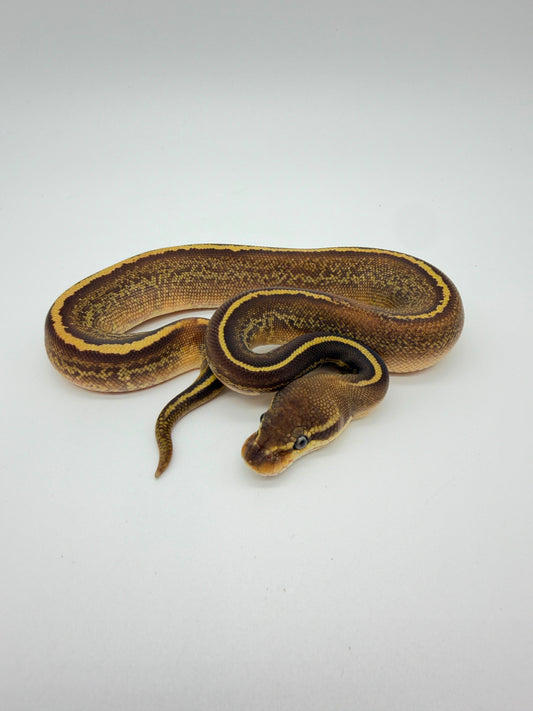 Leopard Lesser Sunset Poss Het Clown Macho