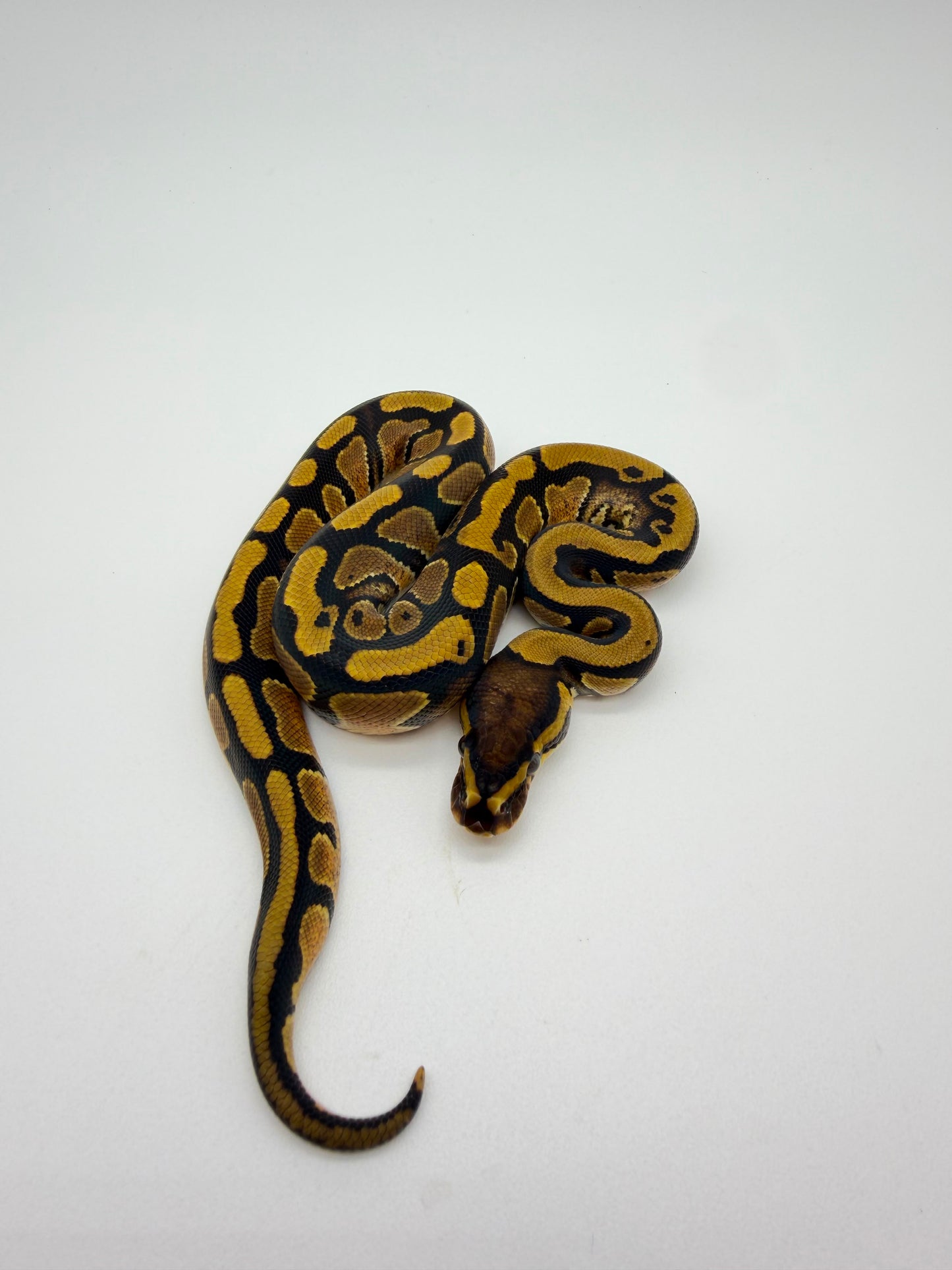 Nominal QH Clown Hypo Pied Albino Macho