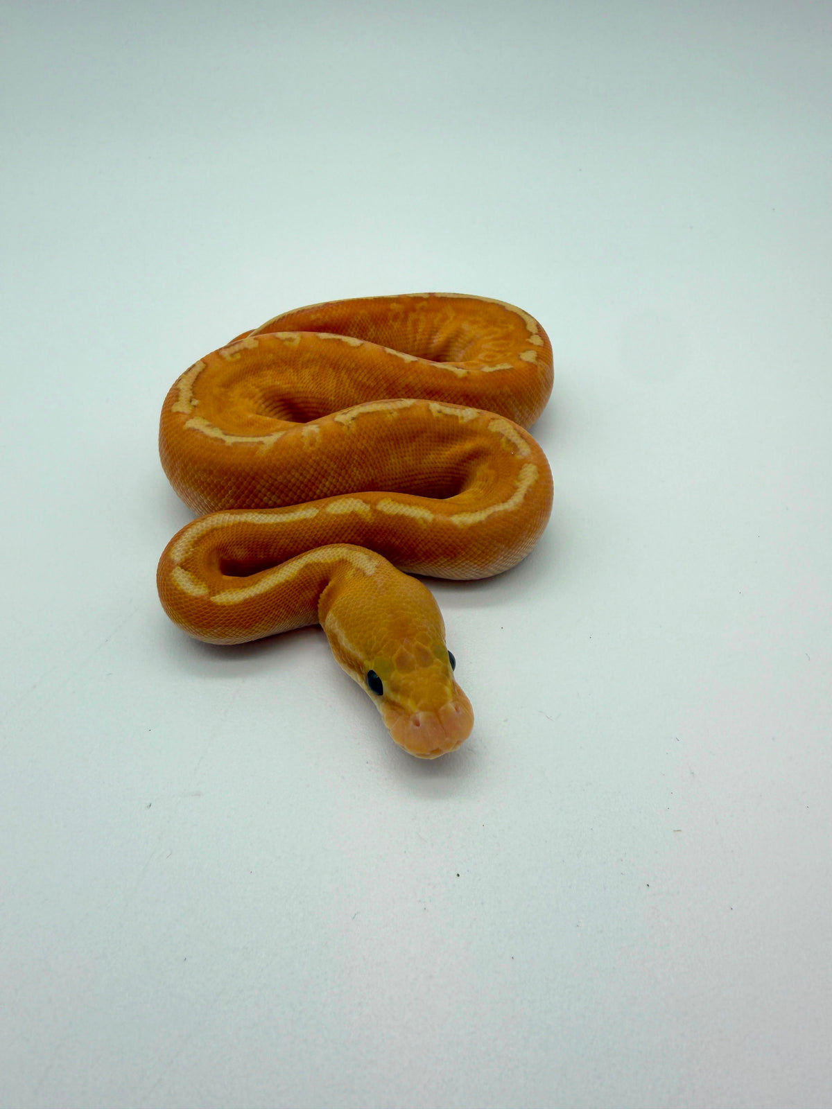 Banana Leopard Lesser Sunset Poss Het Clown Hembra
