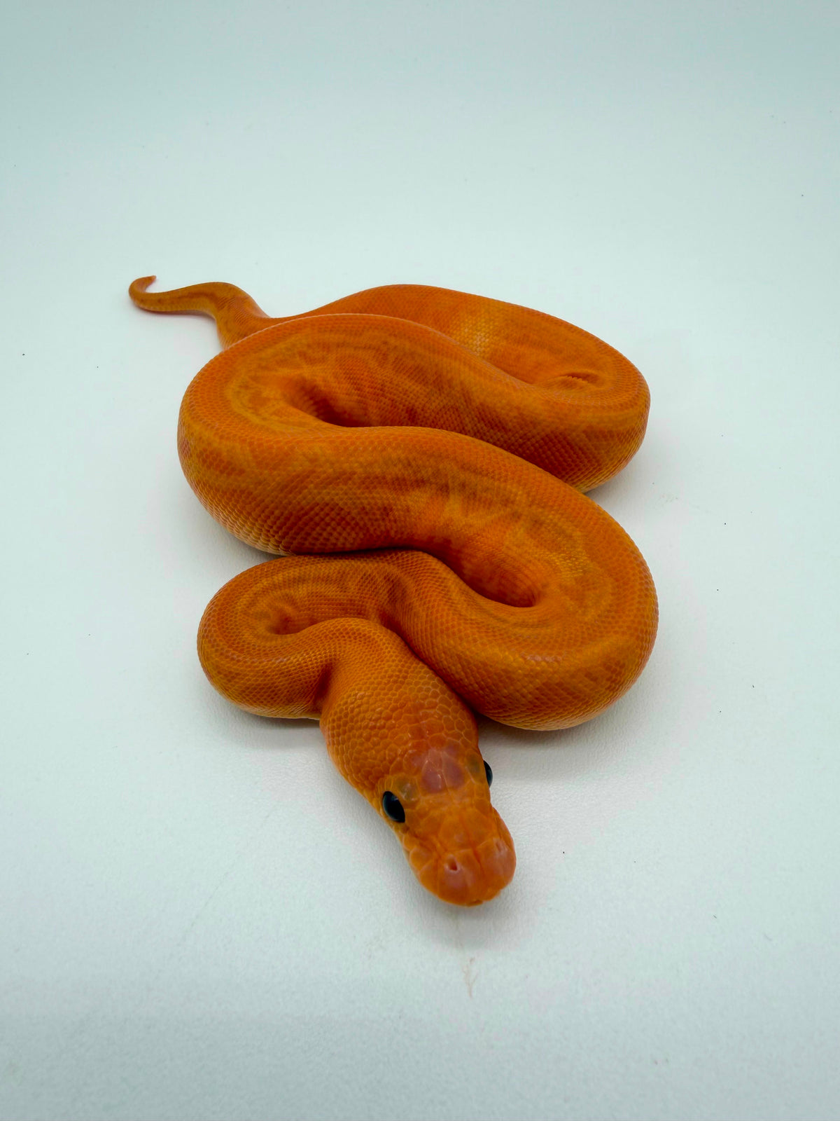 Banana Leopard Lesser Sunset Clown Hembra
