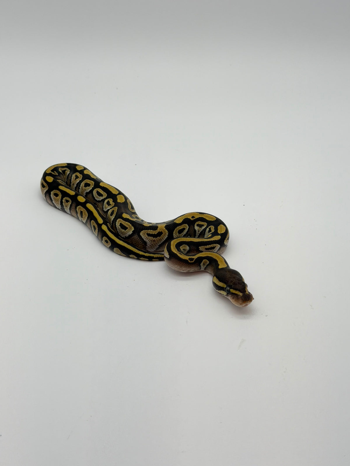 Mojave DH DG Hypo Macho
