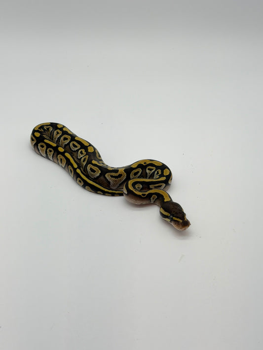 Mojave DH DG Hypo Macho